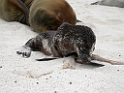 Galapos Sea Lions